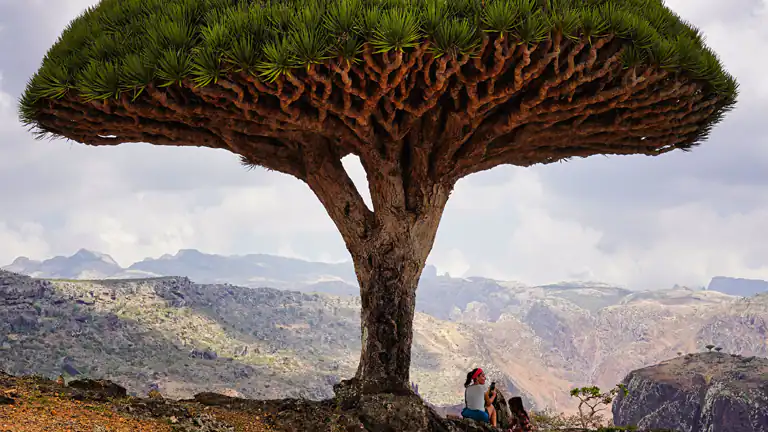 La Foresta Sottosopra Il Mistero degli Alberi di Socotra