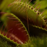 Le Piante Carnivore I Predatori Verdi della Natura
