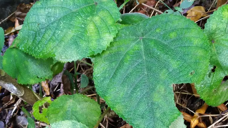 Esiste una pianta tossica che induce al suicidio