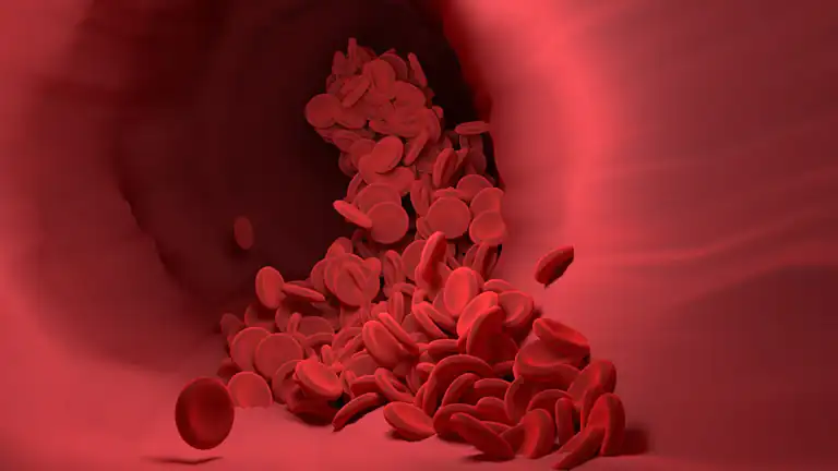 I miti sui vasi sanguigni che sono stati sfatati