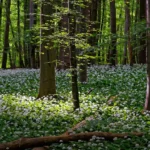 Terapia del Bosco Le Foreste Possono Migliorare la Tua Salute Mentale e Fisica