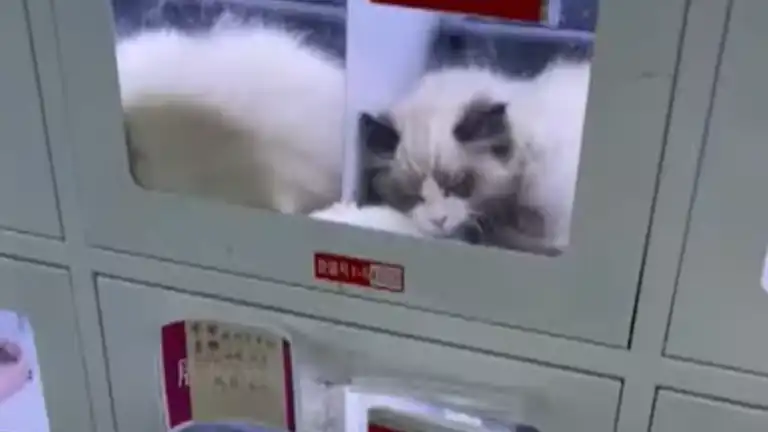 In Cina arrivano i distributori automatici di gatti domestici