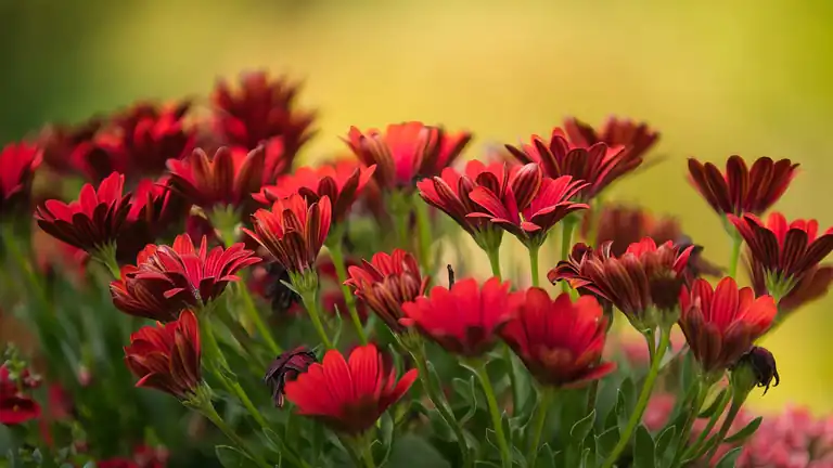 Intelligenza Artificiale Decifra il Linguaggio delle Piante