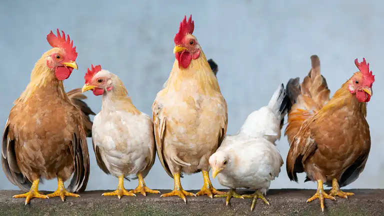 Affitta un appartamento ma diventa un pollaio