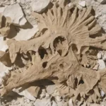 Danimarca Ritrovato un Vomito Fossile di 66 Milioni di Anni