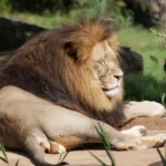 Entra nel recinto del leone per impressionare la fidanzata