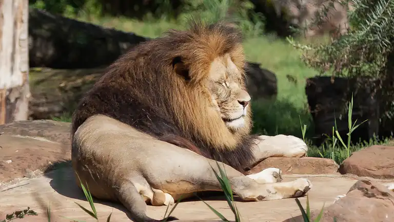 Entra nel recinto del leone per impressionare la fidanzata