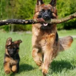 Esistono davvero i cani cattivi ed i cani buoni