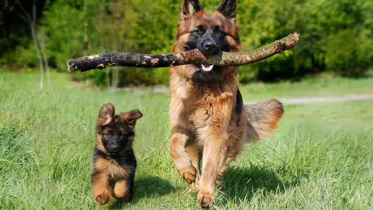 Esistono davvero i cani cattivi ed i cani buoni