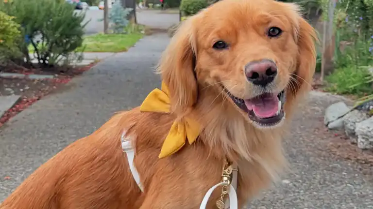 Da cucciolo a cane adulto la storia di uno strano influencer Instagram