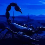 Il veleno degli scorpioni vale milioni di dollari