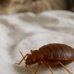 Ce un aumento notevole di cimici nei nostri letti