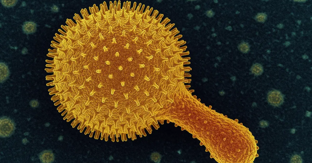 Rappresentazione del Sukunaarchaeum mirabile