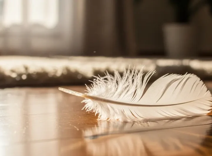 Scopri il vero significato di trovare una piuma bianca in casa