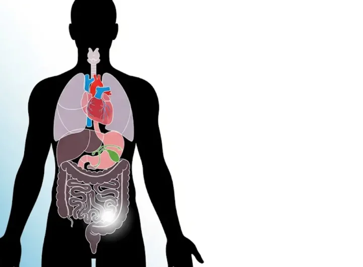 Scopri quali organi del corpo umano non sono strettamente indispensabili per vivere