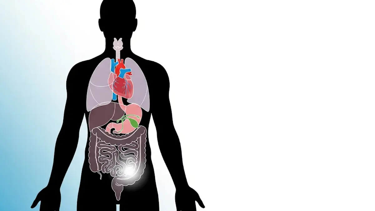 Scopri quali organi del corpo umano non sono strettamente indispensabili per vivere