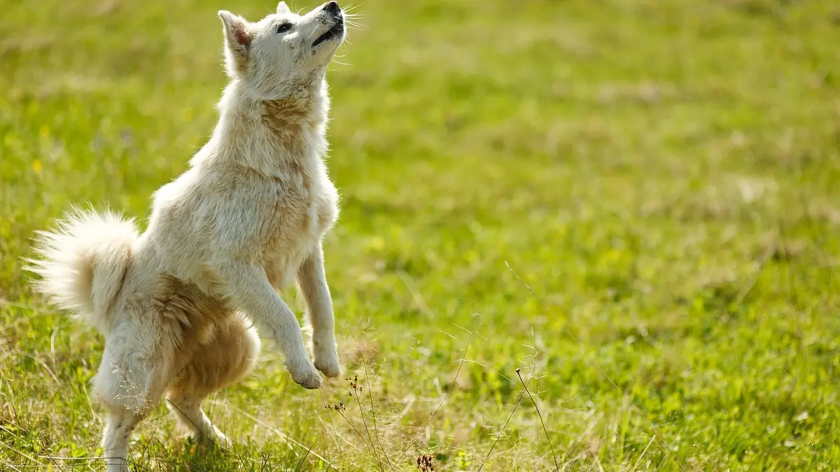 Cani curiosi e gatti esploratori
