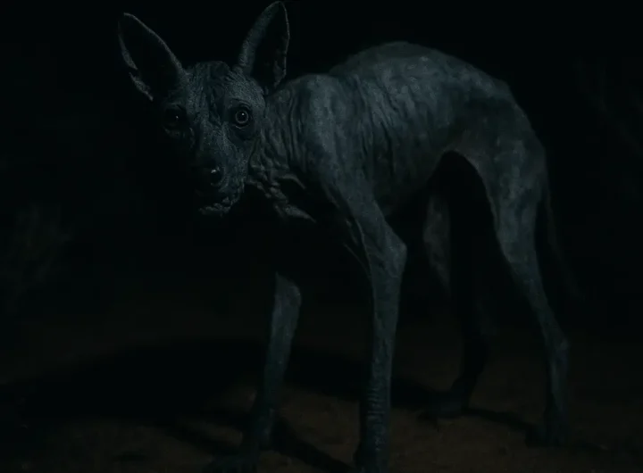 Primo piano di un coyote affetto da rogna