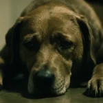 Primo piano ravvicinato di un cane