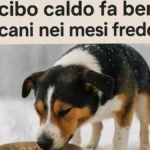 cibo-caldo-cani-inverno