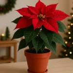 dove-non-mettere-stella-di-natale