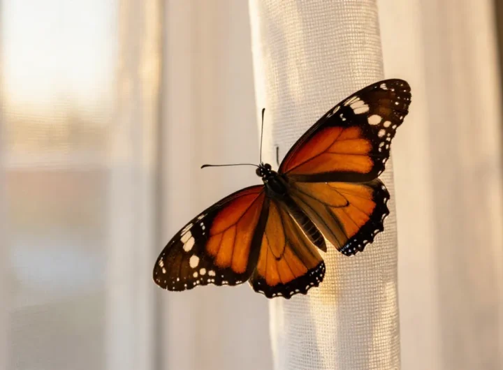 significato-farfalla-in-casa-presagio-simbolismo