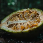 cerbera-odollam-pianta-suicidi-verita-scientifica