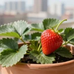 coltivare-fragole-vaso-balcone-guida-completa