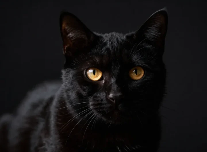 origini-superstizione-gatto-nero-storia-miti