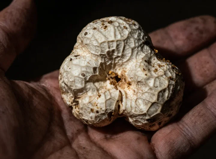 segreti-tartufo-valore-biologia-gastronomia